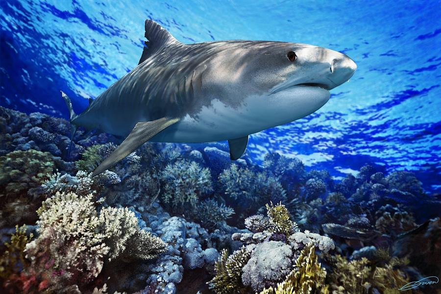 Tiger Shark (Galeocerda cuvier) - ANGARI Foundation