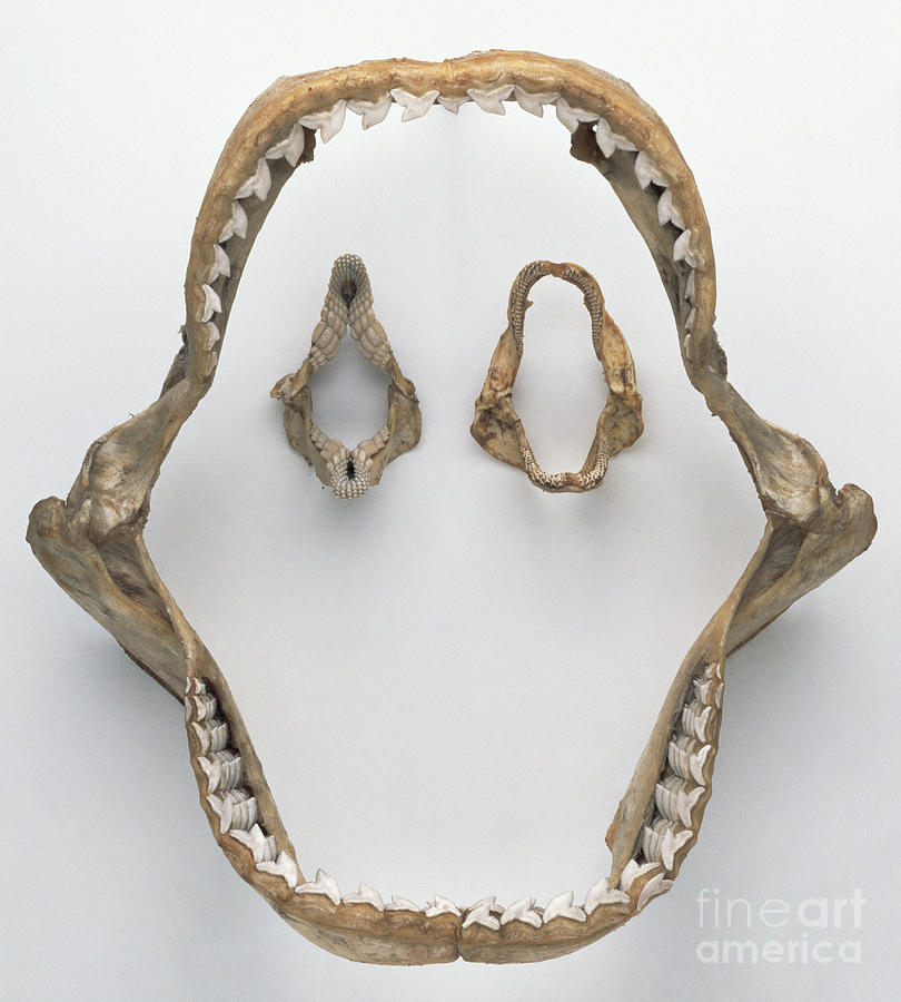 Tiger Shark Jaw And Teeth Photograph by Colin Keates / Dorling Kindersley / Natural History Museum, London