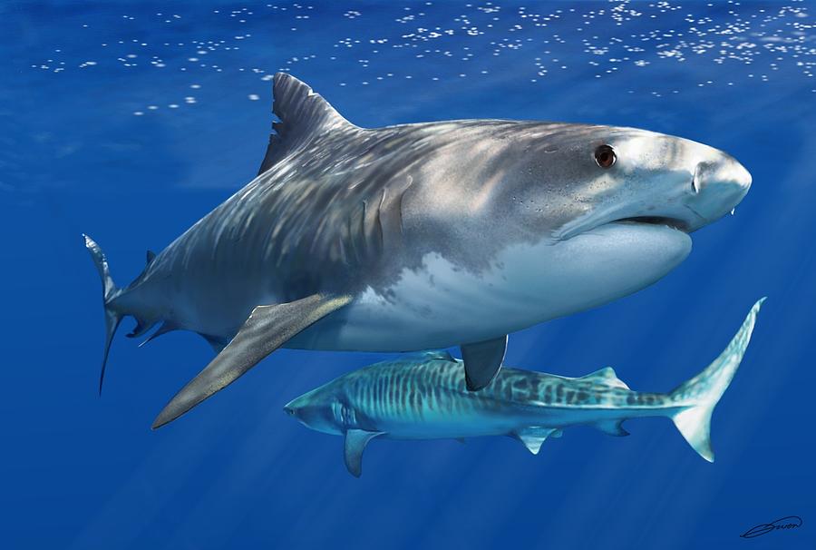 Tiger Shark Digital Art by Owen Bell