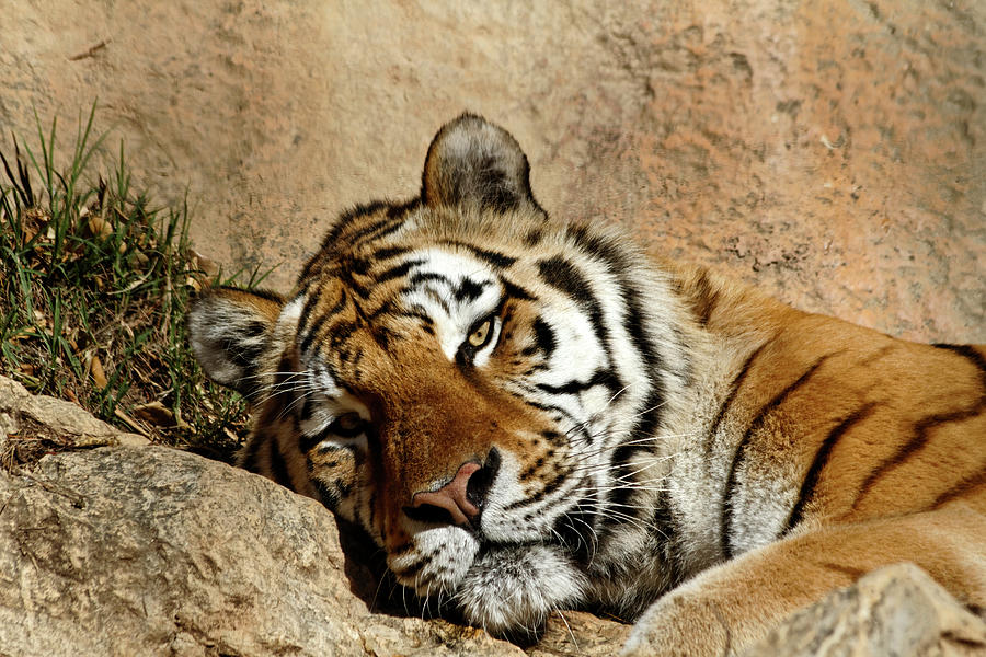 Tiger Siesta Photograph by Virtualphoto