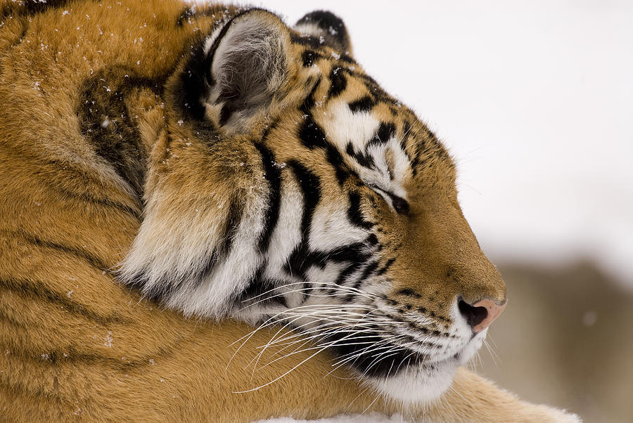 Animal Photograph - Tiger Sleeping by Steve Gettle