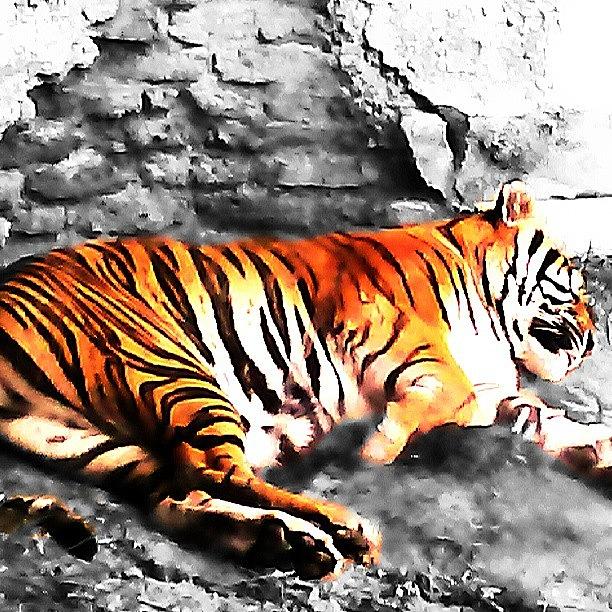 Nature Photograph - #tiger, #sleepingtiger, #bigcat, #cat by Melissa Hardecker