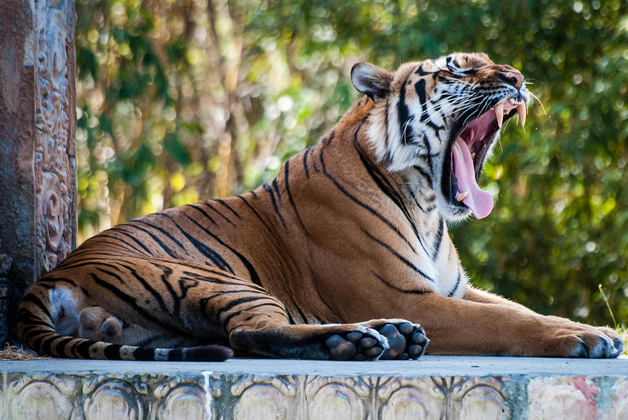 Tiger Photograph - Tiger Sleeps Tonight by Marc Novell