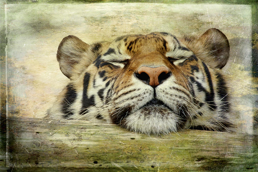 Tiger Snooze Photograph by Athena Mckinzie