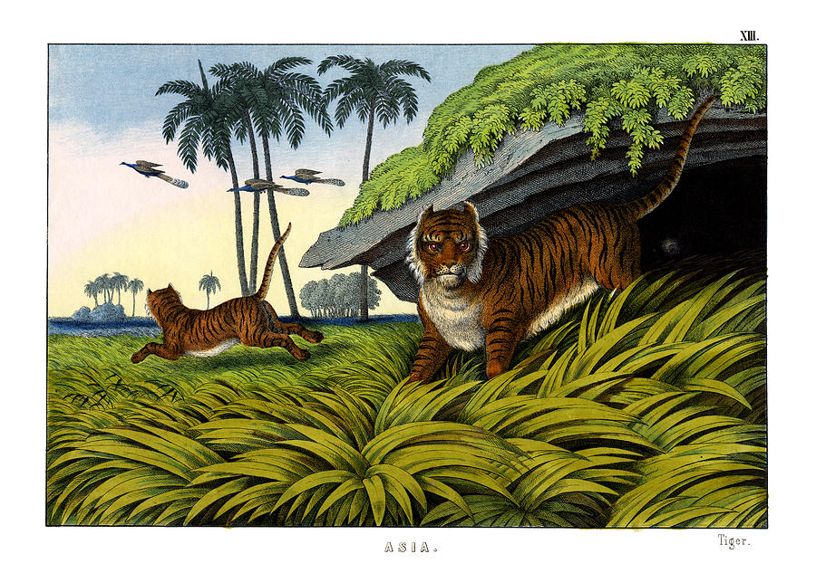 Mammal Drawing - Tiger by Splendid Art Prints
