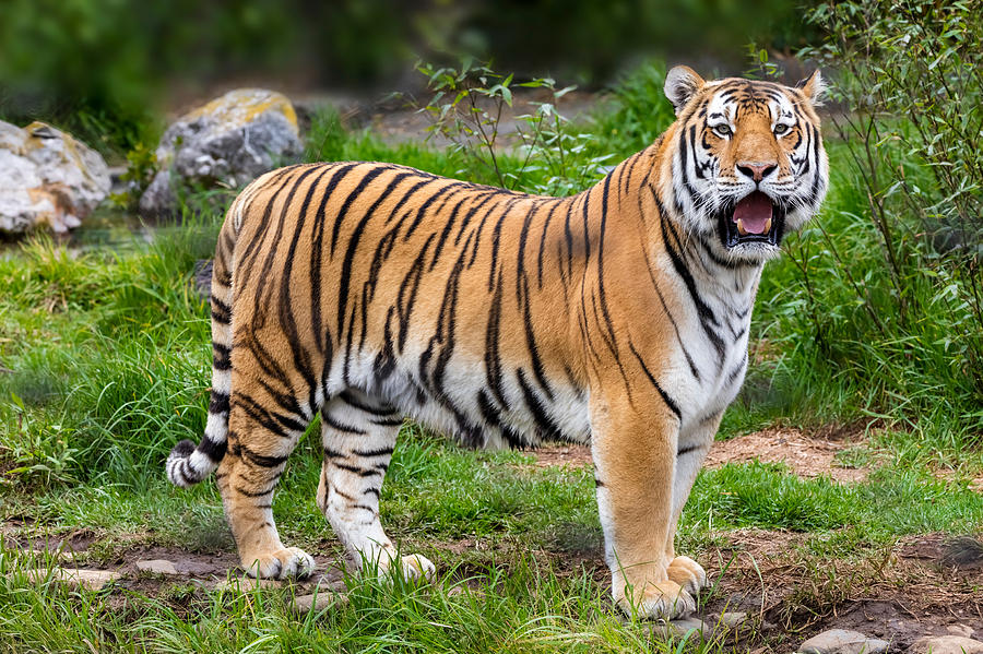 Tiger Photograph by Spondylolithesis