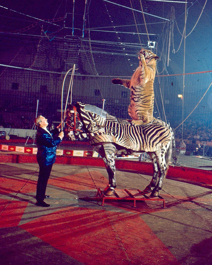 Tiger Stands Up On Top Of Zebra At Circus Photograph by Retro Images Archive