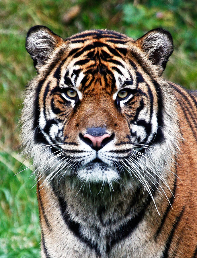 Tiger Stare Photograph by Athena Mckinzie