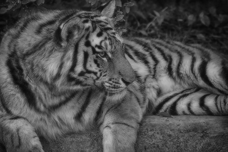 Tiger Stare Photograph