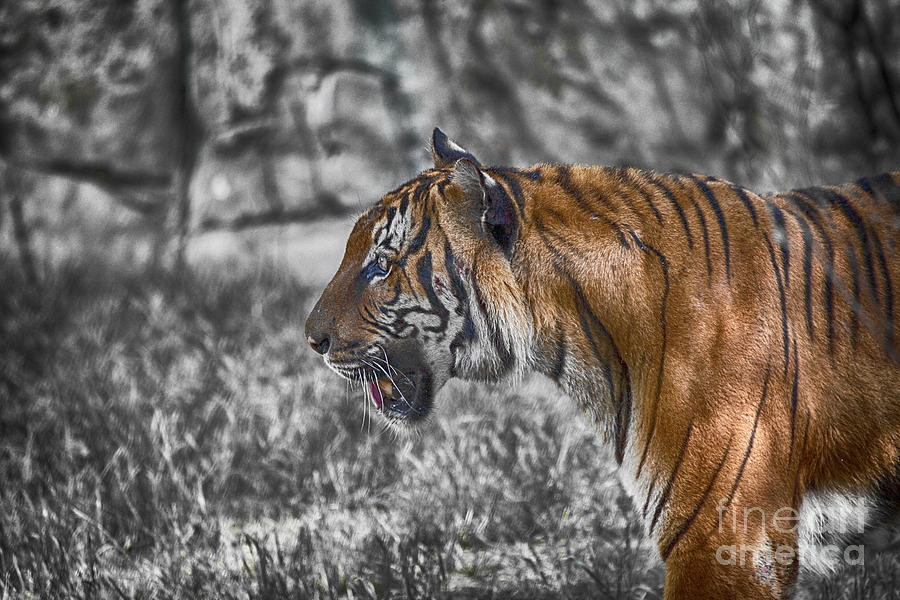 Tiger Stare Photograph by Douglas Barnard