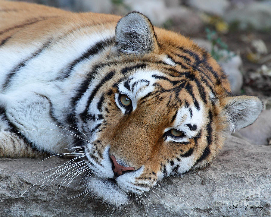 Tiger Photograph by Steve Javorsky - Fine Art America