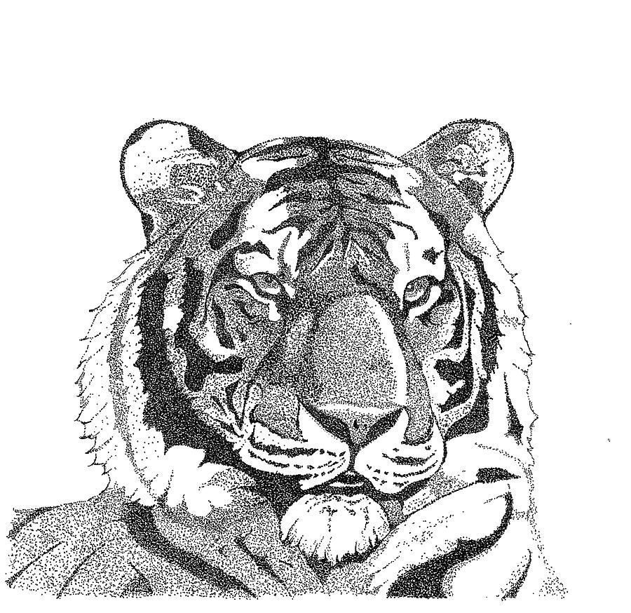 Tiger - Stippling Art Drawing by Carlos Santana Trott | Fine Art America