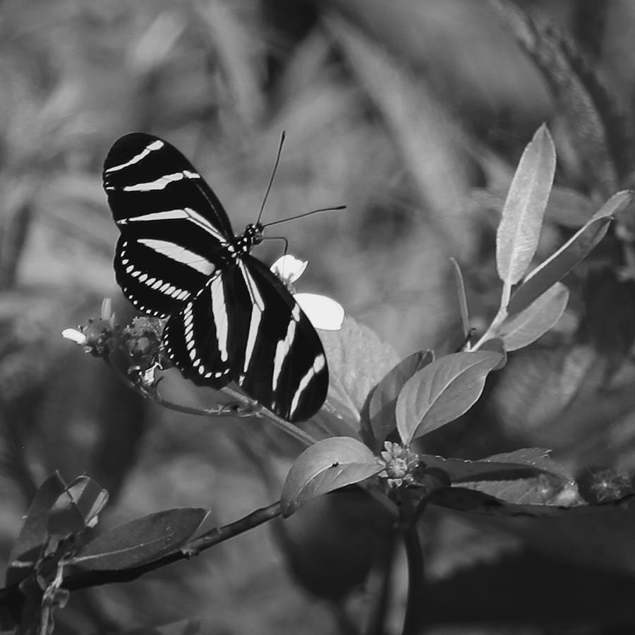 Tiger Stripe Butterfly Photograph