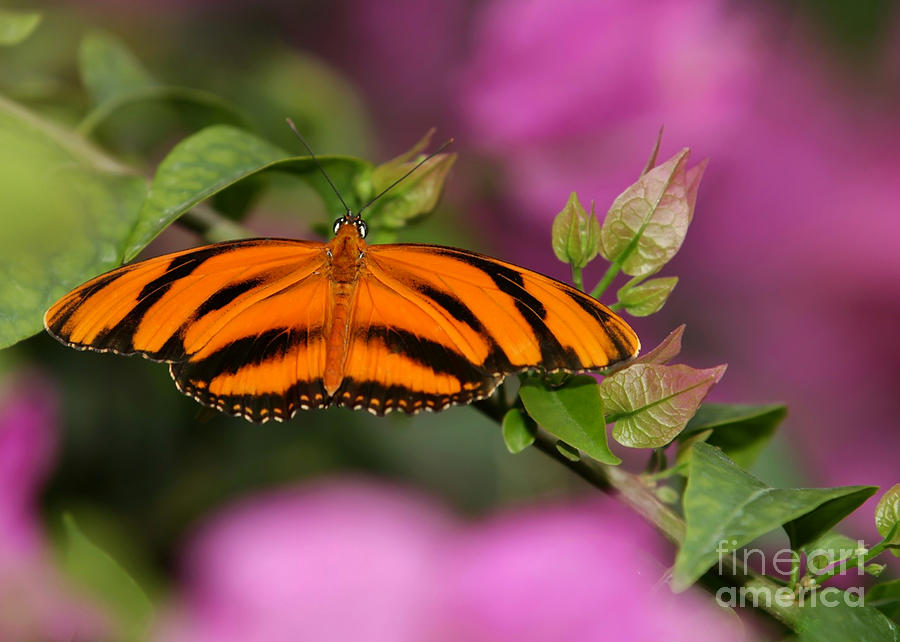 Tiger Stripe Butterfly Photograph by Sabrina L Ryan
