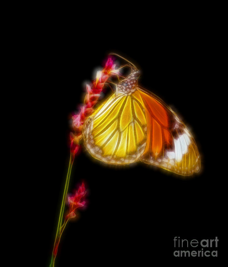 Butterfly Digital Art - Tiger striped butterfly fractal art by Geet Anjali