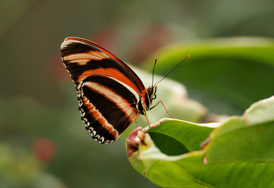 Tiger Striped Butterfly Photograph by Sandy Keeton