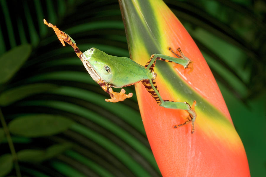 Tiger-striped Leaf Frog Jumping Photograph by Michael Durham