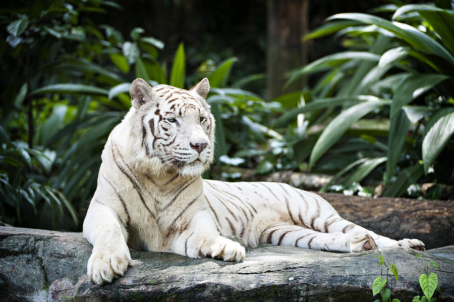 Tiger Stripes Photograph by Dennis Heald - Fine Art America