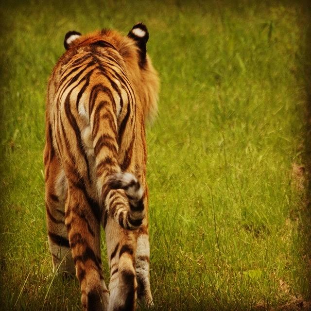 Wildlife Photograph - Tiger Stripes by Hermes Fine Art