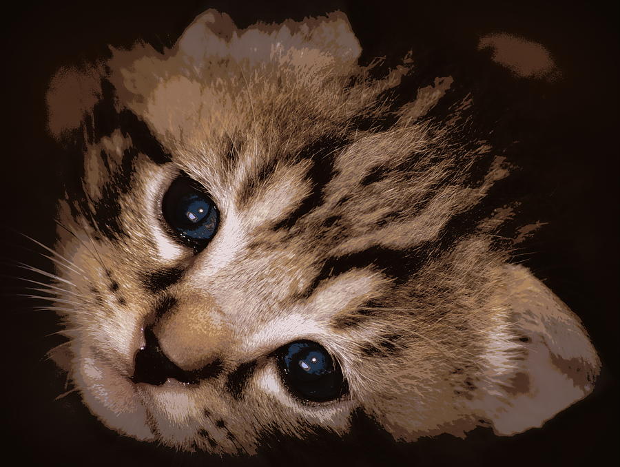 Tiger Stripped Kitten 1 Photograph by Sheri McLeroy