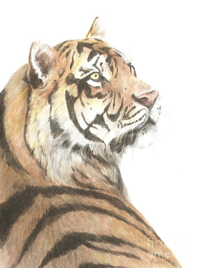 Tiger study Drawing by Meagan  Visser