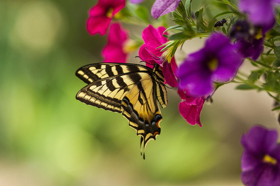 Tiger Swallowtail - 2 Photograph by Randy Wood