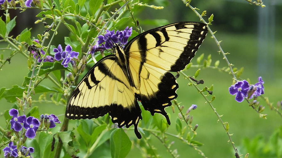 Tiger Swallowtail 8 4 14 Photograph by Judy Wanamaker