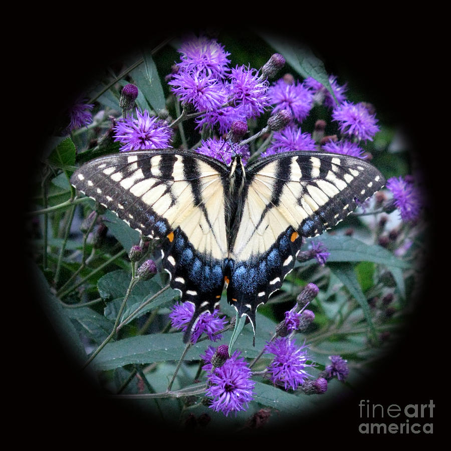 Tiger Swallowtail and Ironweed Photograph by Patricia Januszkiewicz