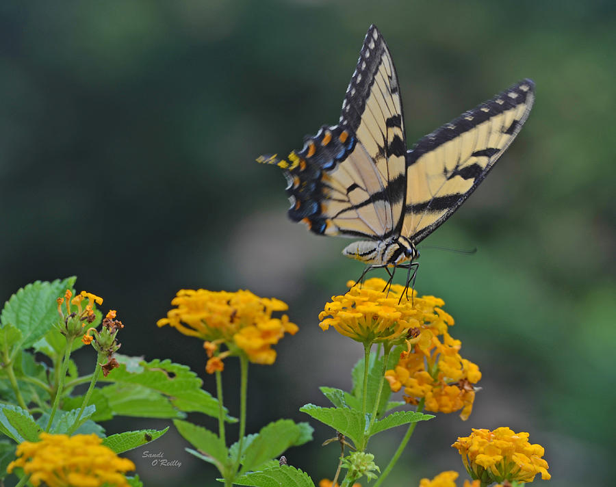 Butterfly Photograph - Tiger Swallowtail and Lantana by Sandi OReilly