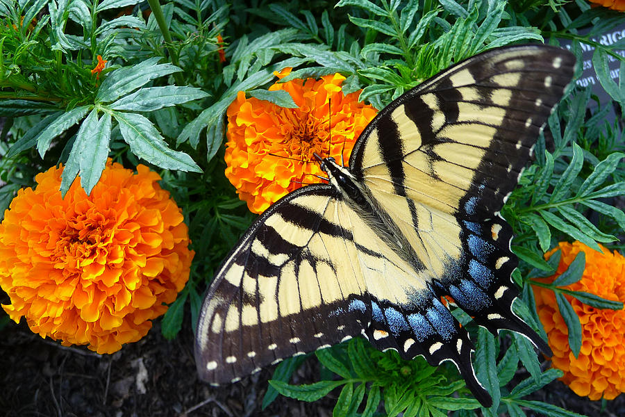 Tiger Swallowtail And Marigolds Photograph by Dan Myers