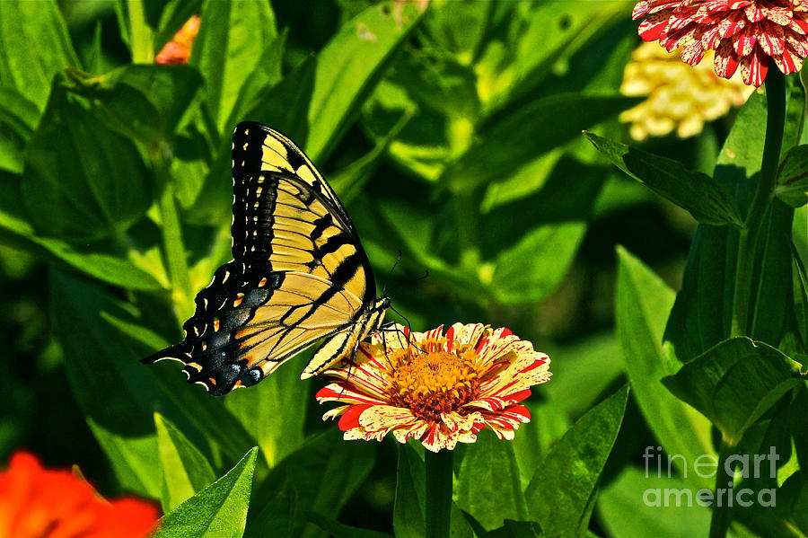 Tiger Swallowtail and Peppermint Stick Zinnias Photograph by Byron Varvarigos