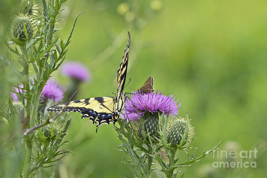 Tiger Swallowtail And Skipper Butterflies On Thistle Photograph by Carol Senske