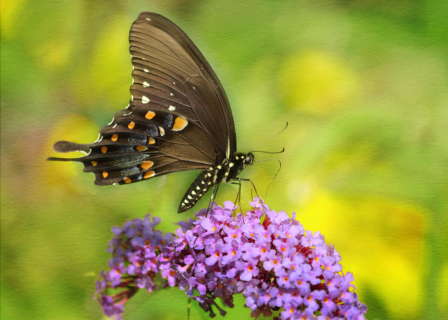 Tiger Swallowtail  Photograph by Ann Bridges
