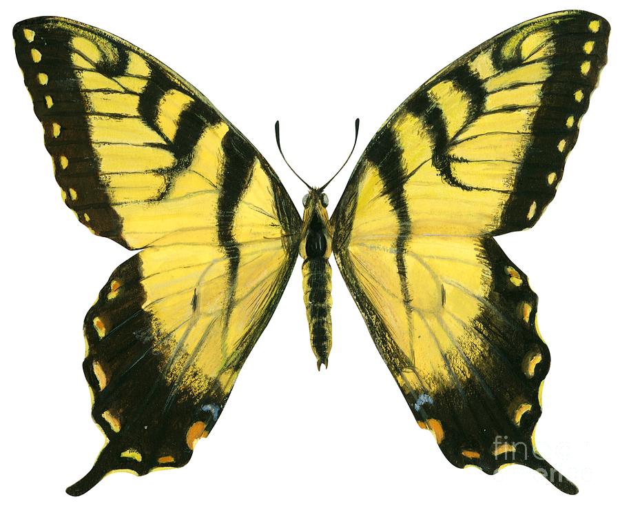 Tiger swallowtail  Drawing by Anonymous