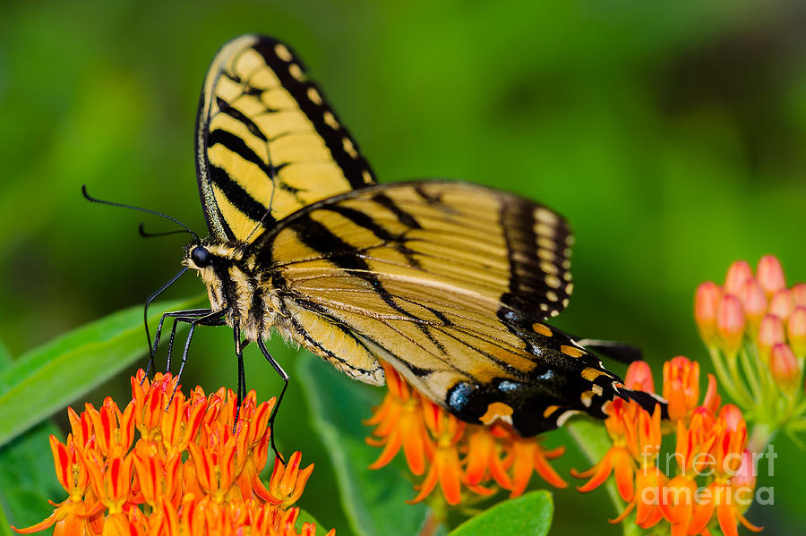 Tiger Swallowtail Photograph