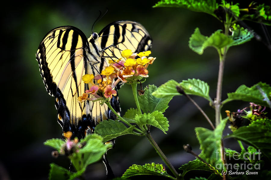 Tiger Swallowtail Photograph by Barbara Bowen