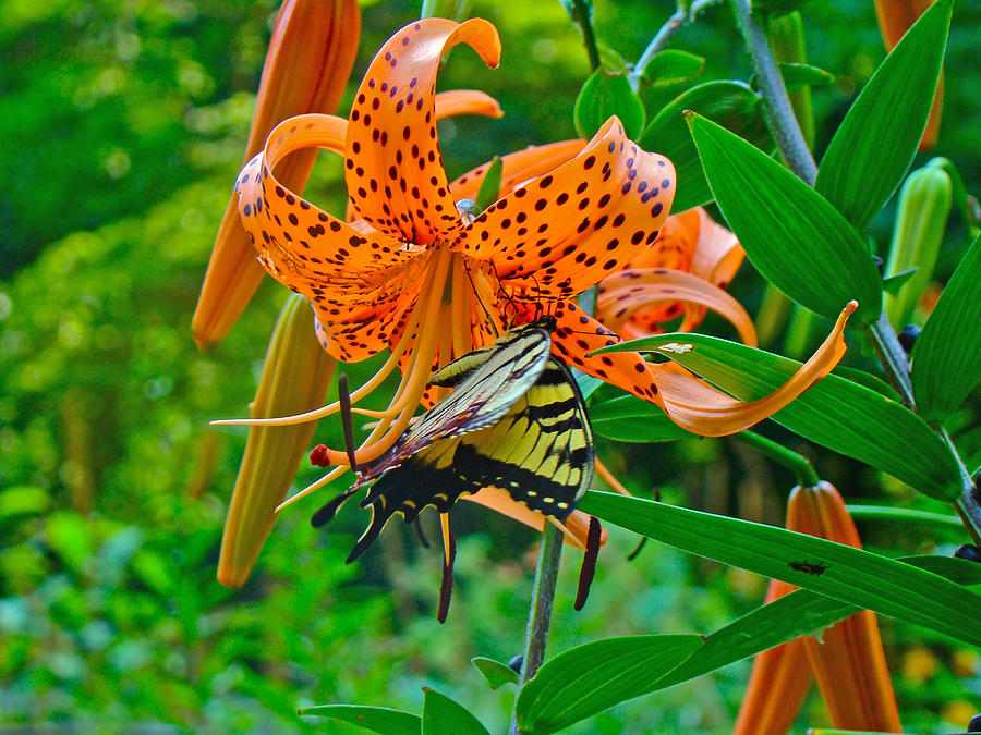 Tiger Swallowtail Butterfly and Turks Cap Lily Wildflower Photograph by Carol Senske
