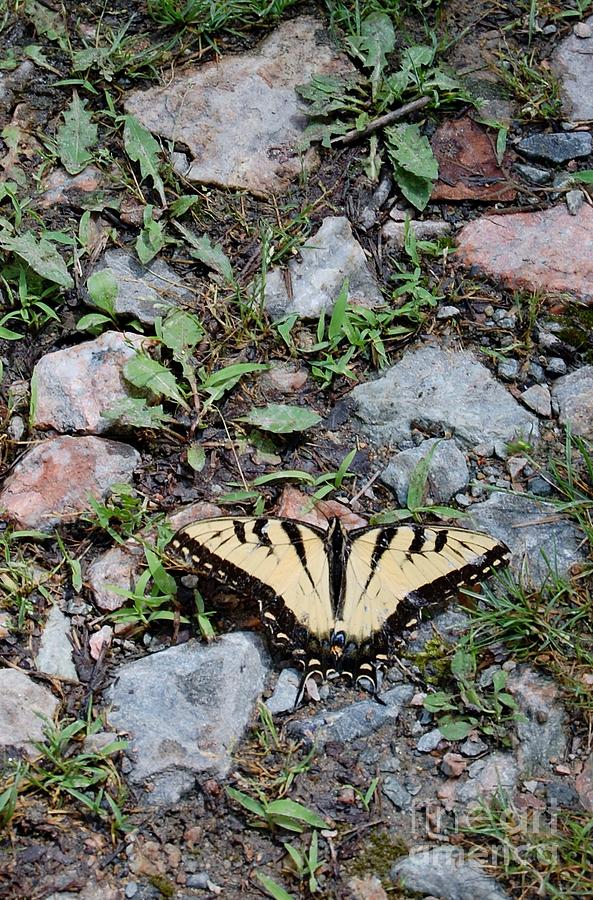 Butterfly Photograph - Tiger Swallowtail Butterfly by Anne Marie Corbett