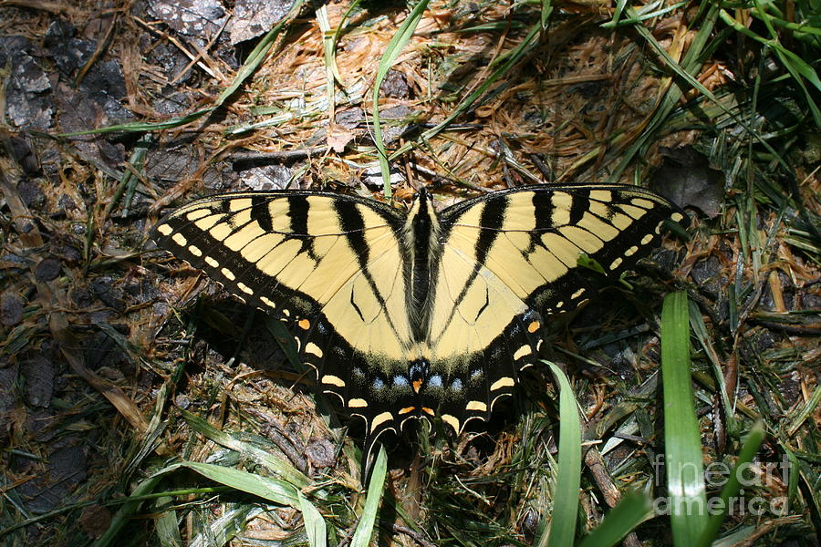 Tiger Swallowtail Butterfly at Rest Photograph by Stan Reckard