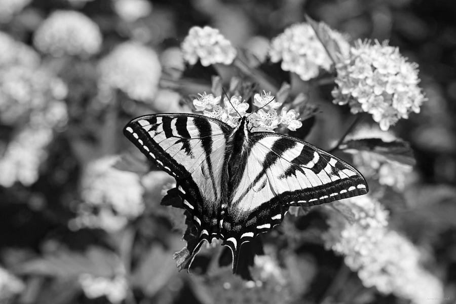 Tiger Swallowtail Butterfly Black and White Photograph by Jennie Marie Schell
