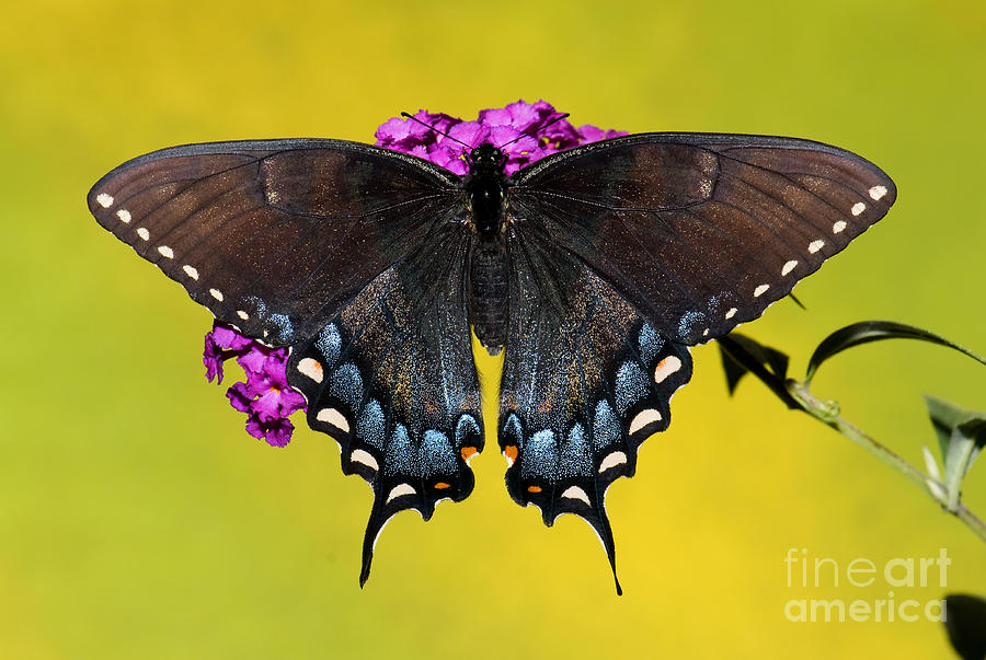 Tiger Swallowtail Butterfly, Dark Phase Photograph by Millard H. Sharp