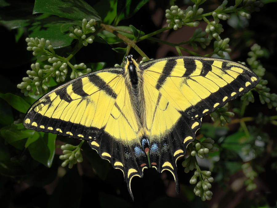 Tiger Swallowtail Butterfly Photograph by David and Carol Kelly