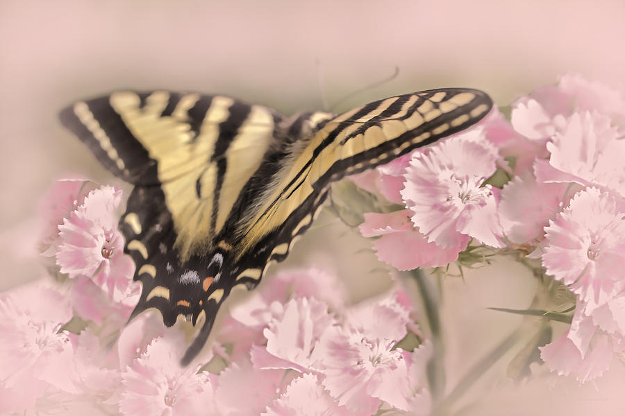 Tiger Swallowtail Butterfly in the Garden Photograph by Jennie Marie Schell