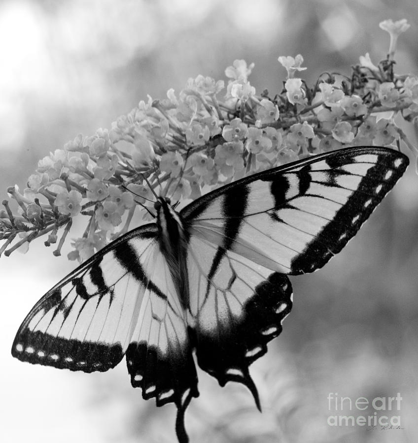 Tiger Swallowtail Butterfly Photograph by Iris Richardson