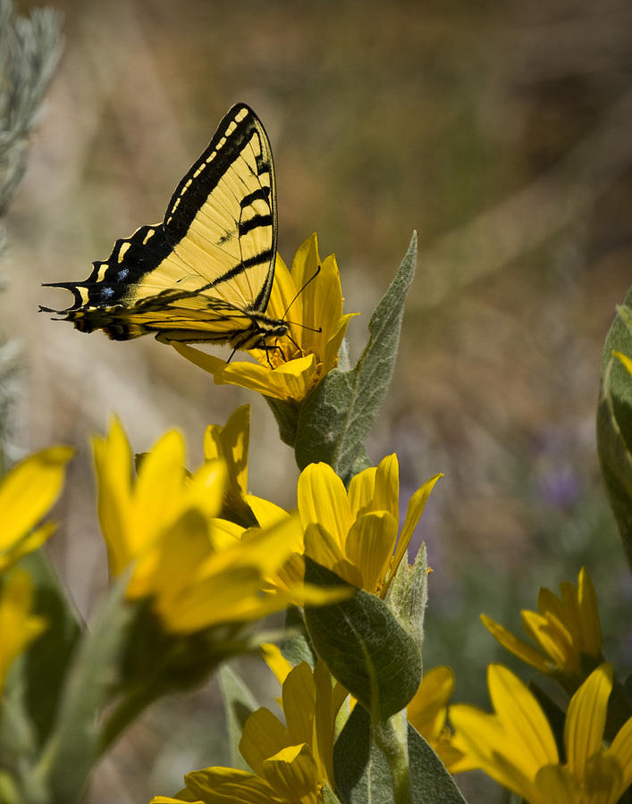 Tiger Swallowtail Butterfly Photograph by Janis Knight