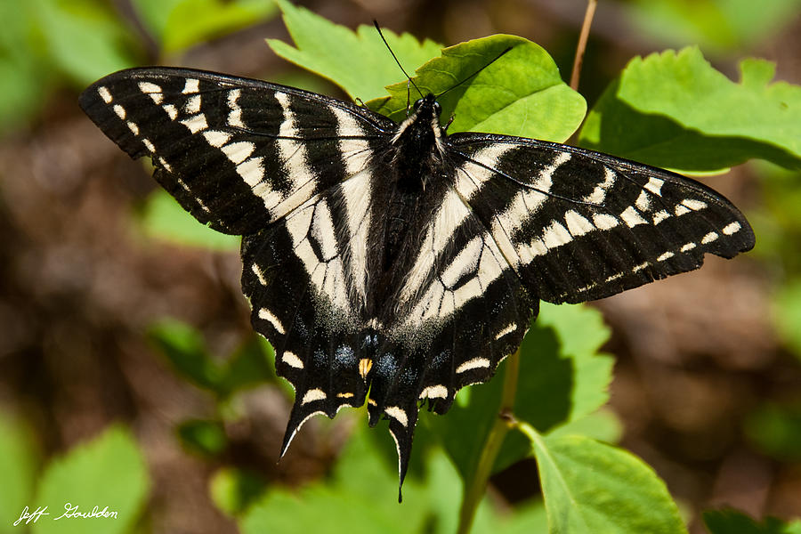 Tiger Swallowtail Butterfly Photograph by Jeff Goulden
