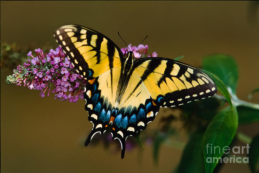 Butterfly Photograph - Tiger Swallowtail Butterfly by Joe Elliott