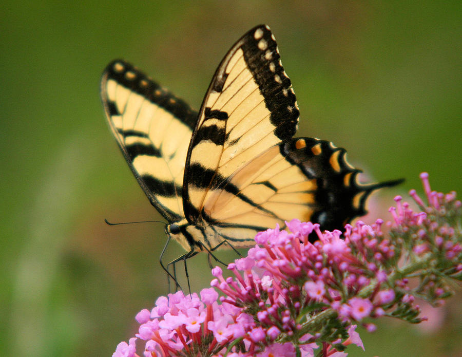Tiger Swallowtail Butterfly Photograph by John Dart