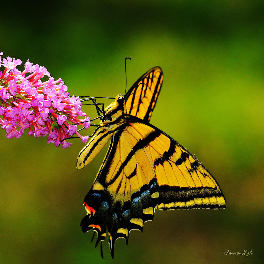Butterfly Photograph - Tiger Swallowtail Butterfly by Karen Slagle