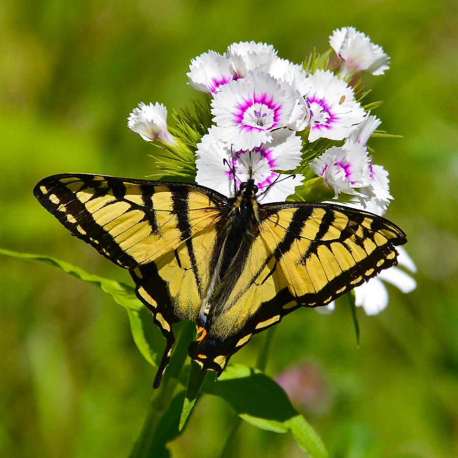 Tiger Swallowtail Butterfly Photograph by Ken Stampfer